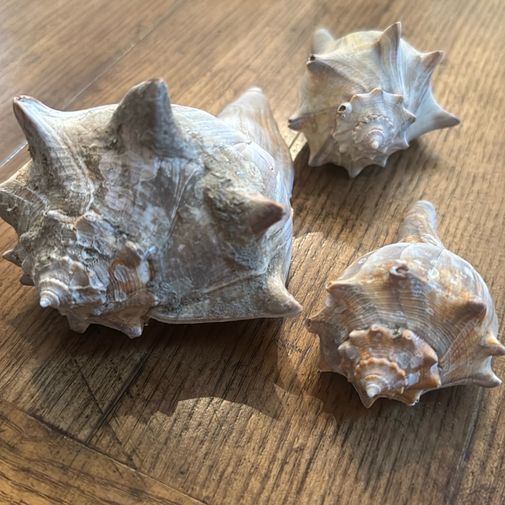 Natural Sea Shell Trio | trio # 2